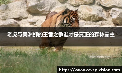 Bsports网页版